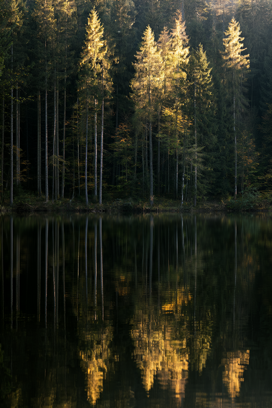Spiegelwald in der Raumvorschau